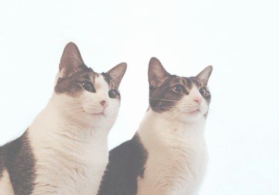 プロフィール 猫